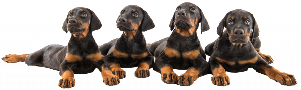 HOME About Doberman Puppy Breeder