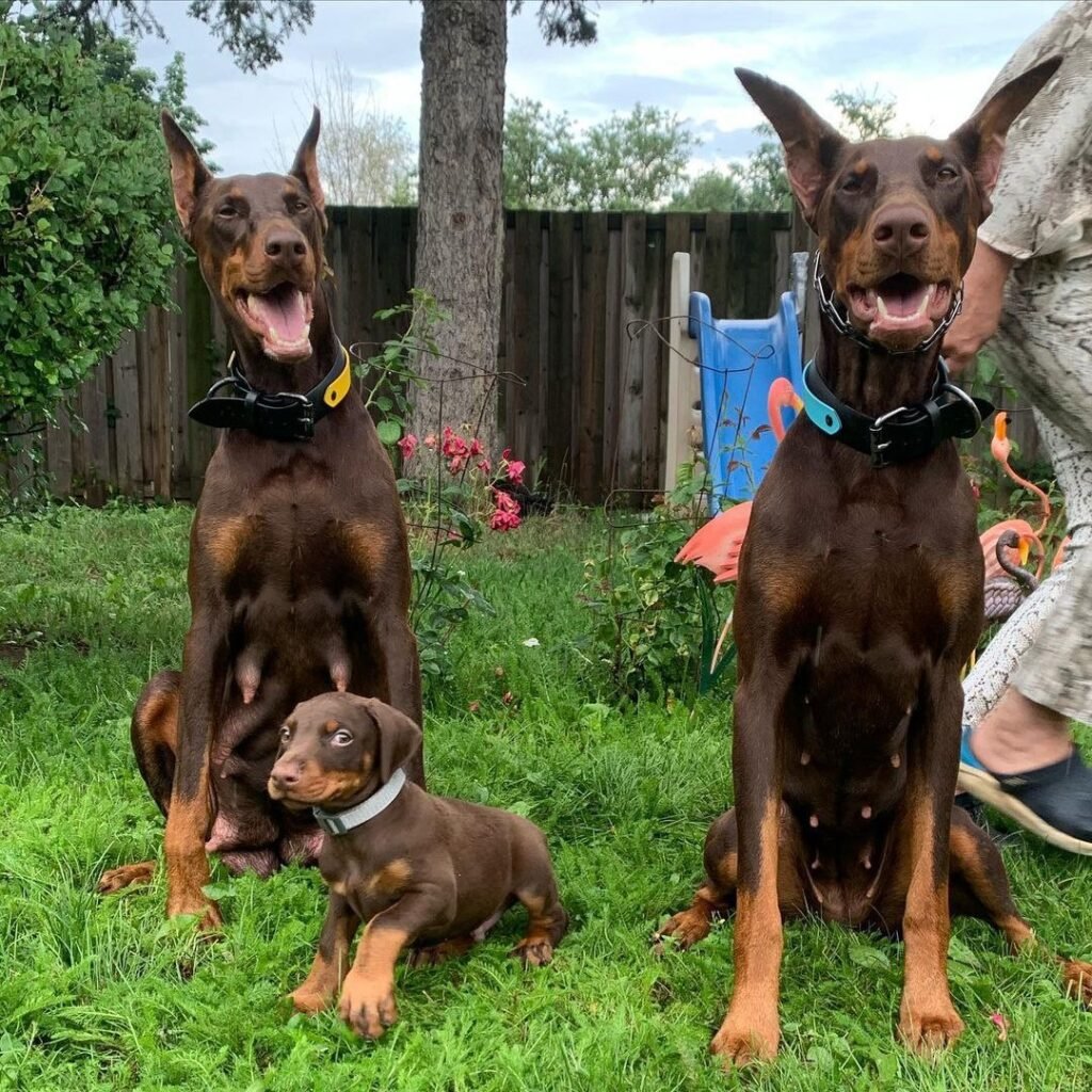 IMG_1012 Doberman Puppies Reviews