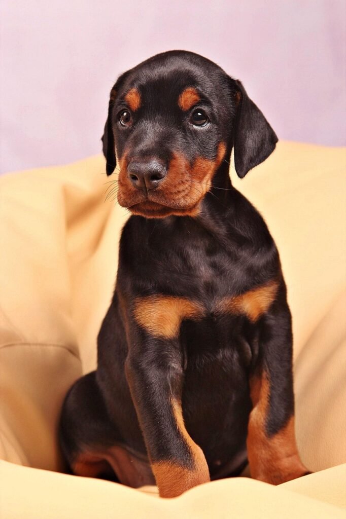 Glenn Doberman Puppies Home