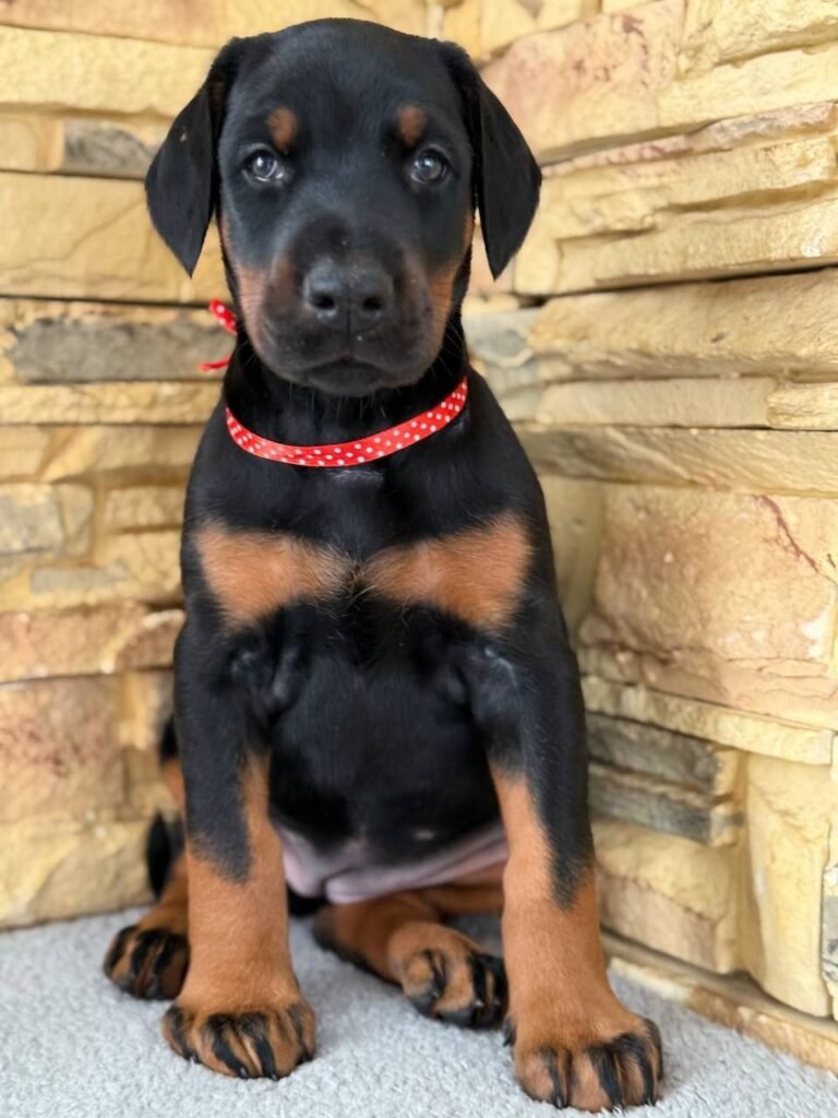 available-doberman-puppies-sale