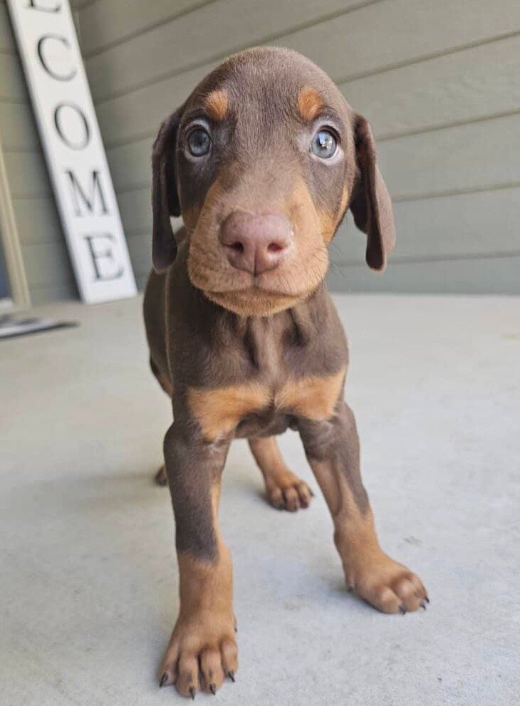 available-doberman-puppies-sale