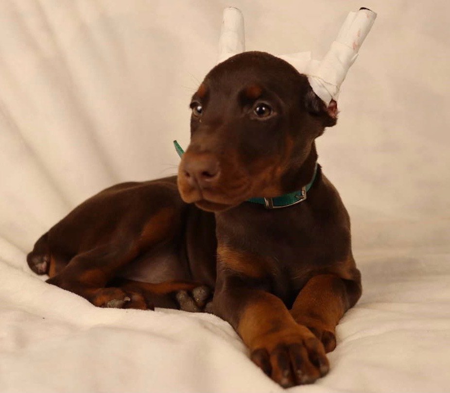 Buy Doberman puppy Ogger