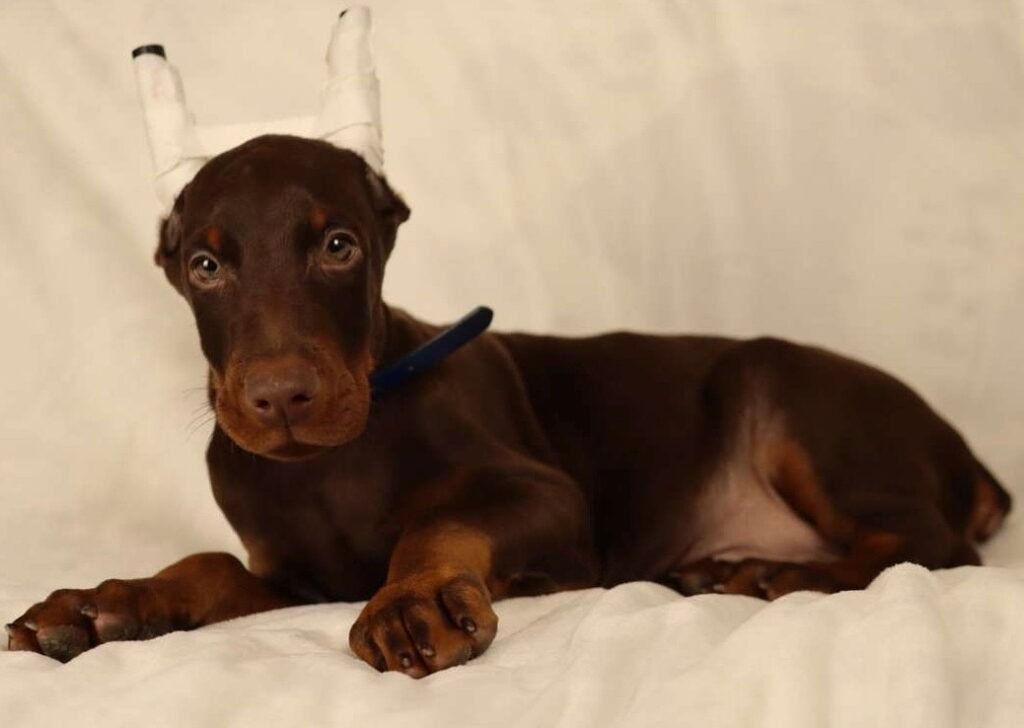 Available female Doberman puppy Candie