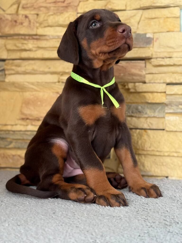 Buy Mark Doberman puppy online