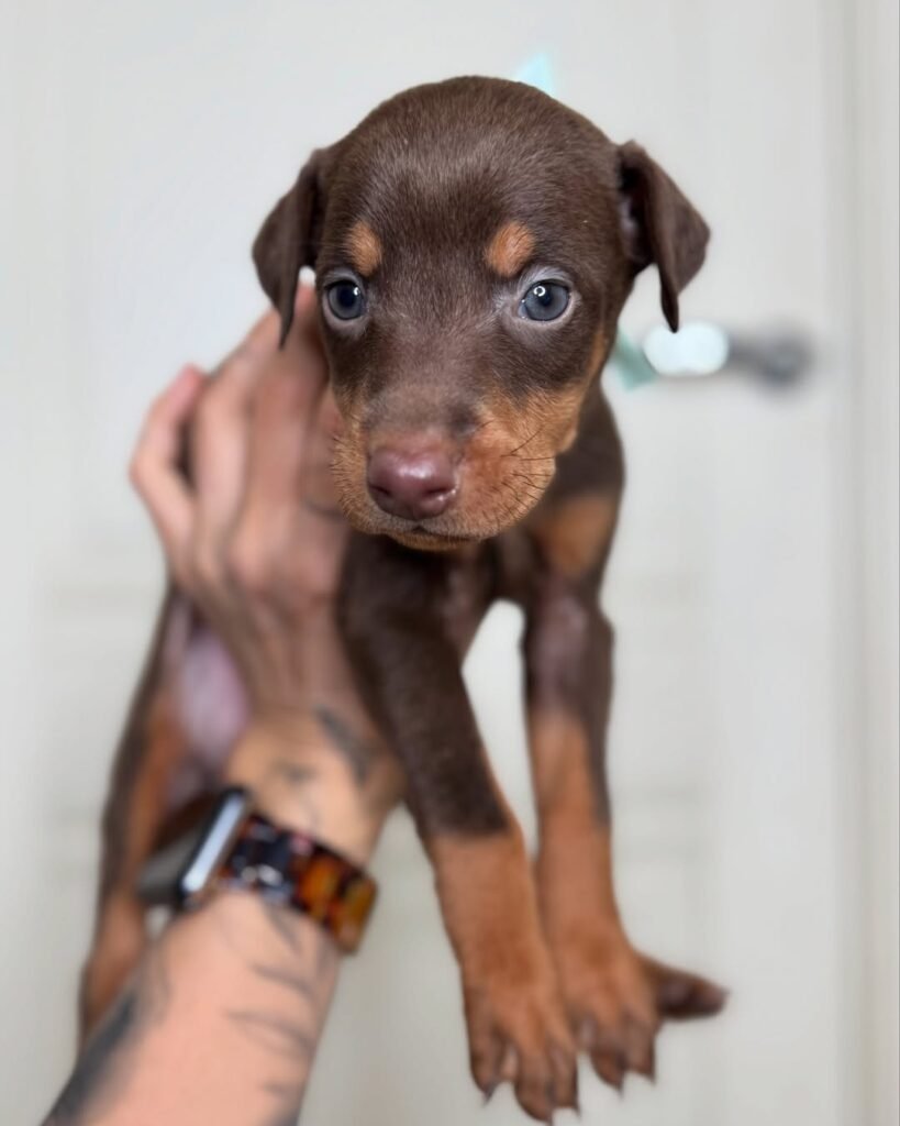 available-doberman-puppies-sale
